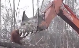orangutan bulldozer