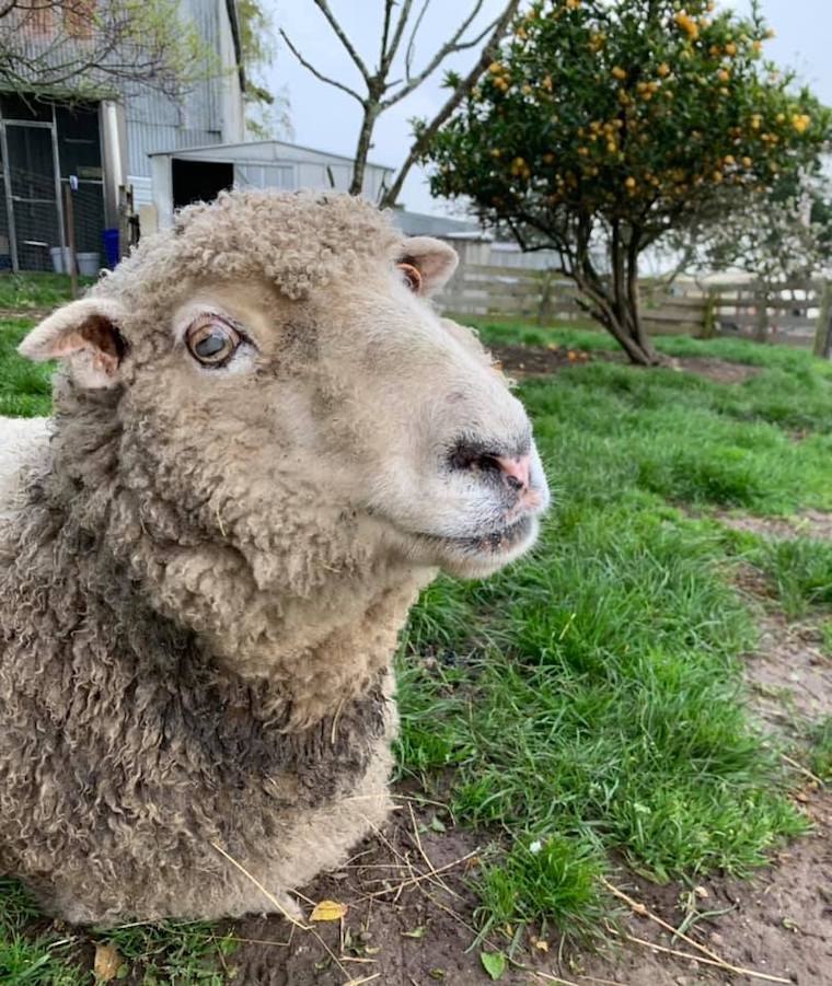 Sheep Split