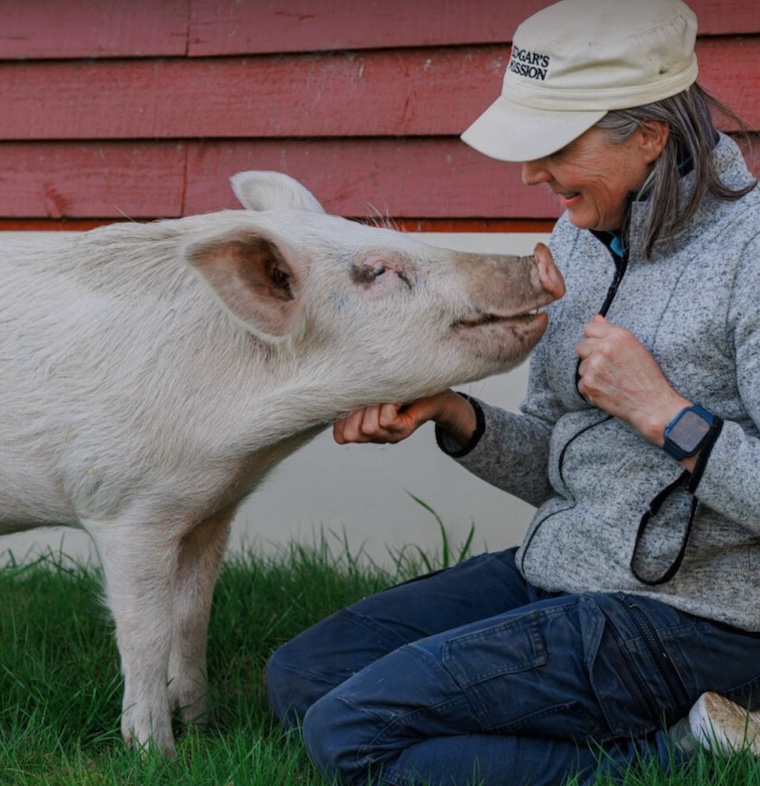 Pig Chris