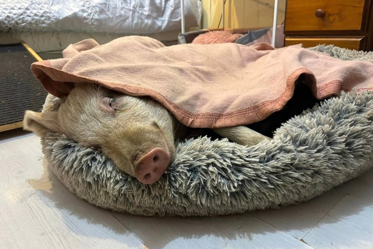 Sleeping Pig