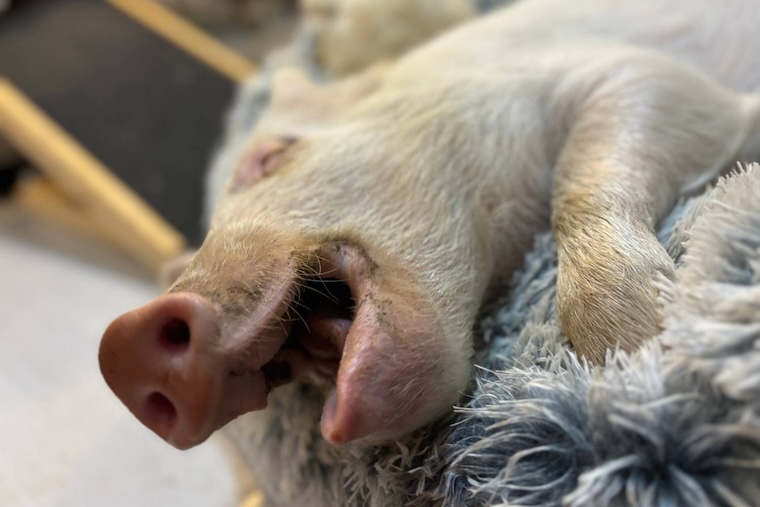 yawning Pig