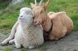 Goat Sheep friendship