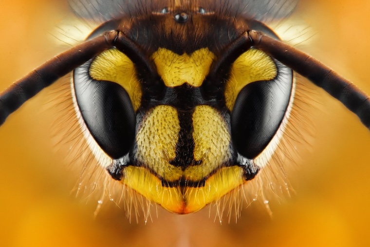 Wasp face