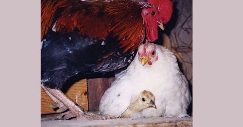 Chicken family