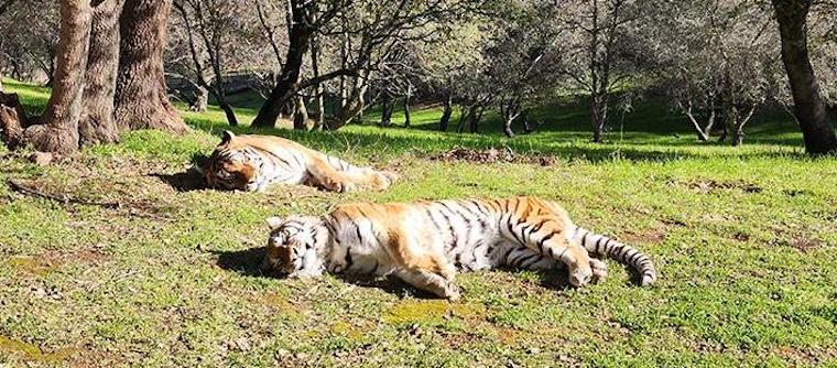 Tigerrs Rosemary Morris