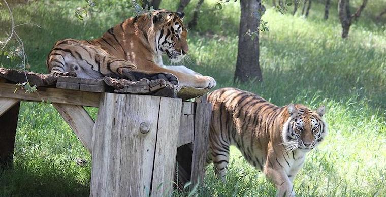 Tigers Rosemary Morris
