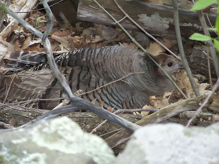 wild Turkey