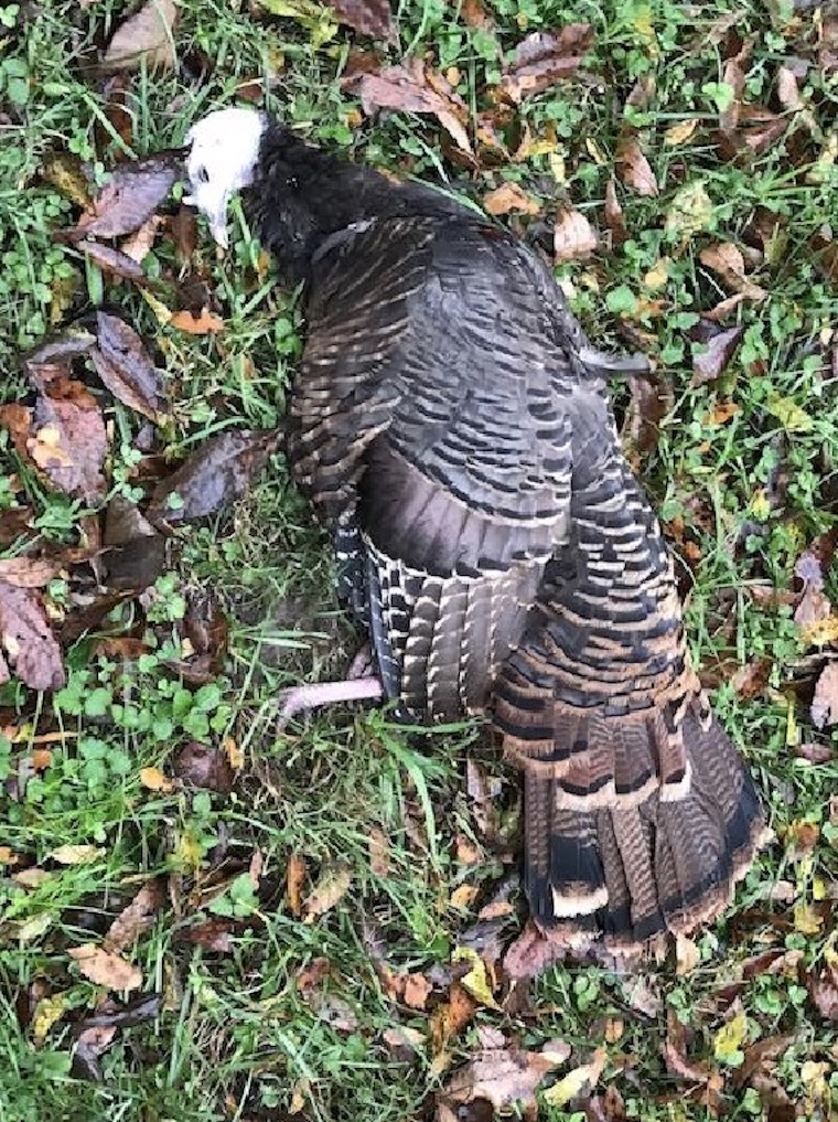 dying Turkey Hen