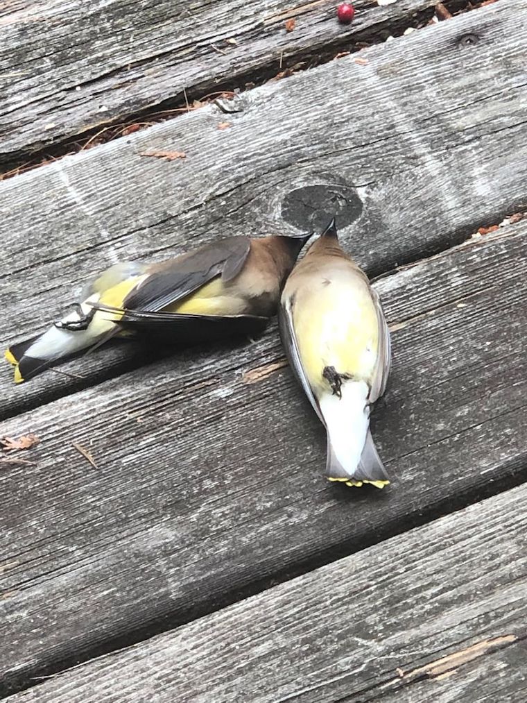 two Cedar Waxwings