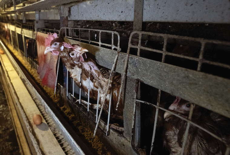 three caged Hens