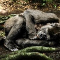 Chimp