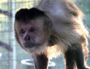 Jungle Friends monkey rescue sanctuary Don King