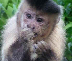 Jungle Friends monkey rescue sanctuary Don King