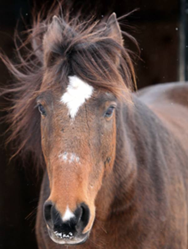 carriage horse