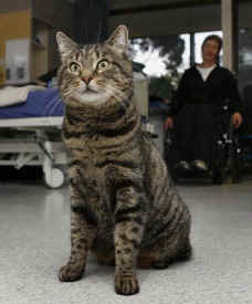 Alfie cat treasured resident spinal unit