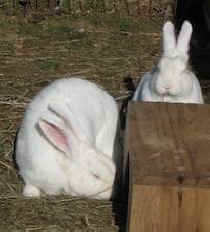 Woodstock rescue rabbit bunnies