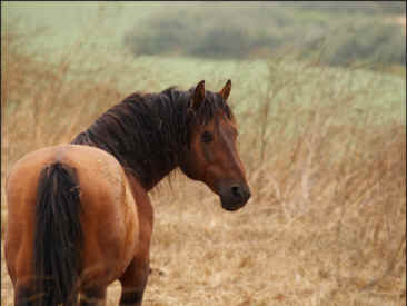 Cayuse stallion wild horse