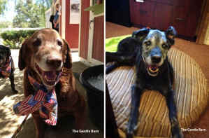 arthritic dogs Gentle Barn