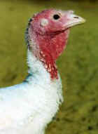 Chloe turkey rescue sanctuary