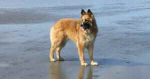 Chula companion dog