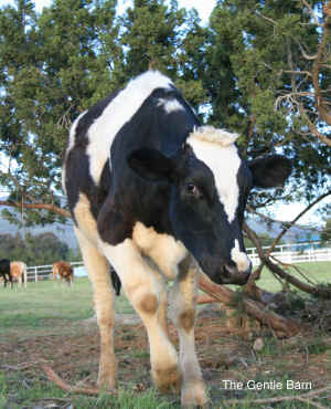 Courage veal calf