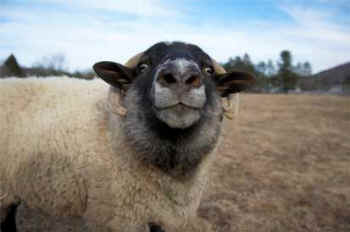 sheep rescue Devlin Woodstock