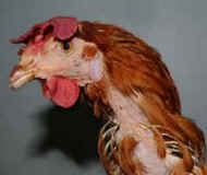 Ellie rescued hen