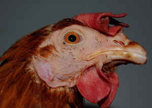 Ellie rescued hen