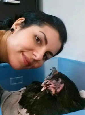 Ezra rooster rescued