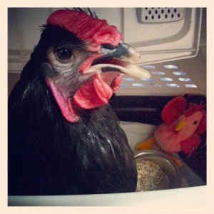 Ezra rooster rescued