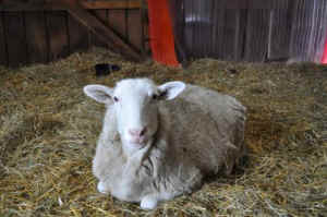 Felix three-legged lamb