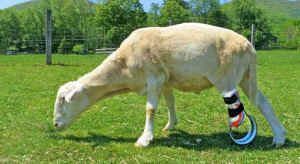 Felix three-legged lamb
