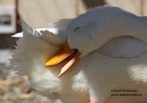 duck factory farm Floyd