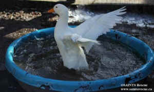 duck factory farm Floyd