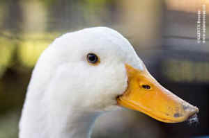 duck factory farm Floyd