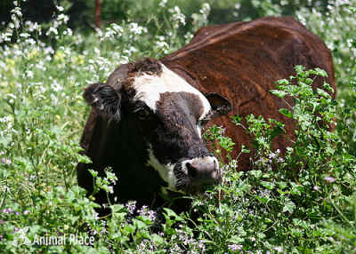 cow, mother, calf, calves, Francis