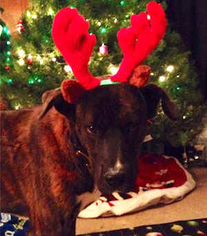 Hopi Korean meat dog