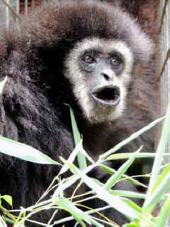 primate sanctuary vivisection Igor