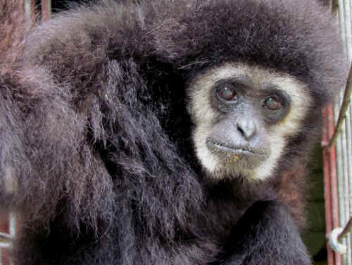 primate sanctuary vivisection Igor