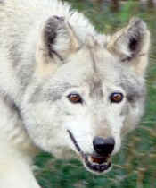 wolf-dog hybrid Kasota