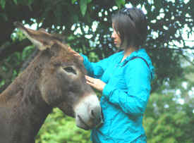 Lehua donkey rescue