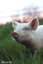piglet Animal Place