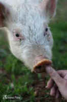 piglet Animal Place