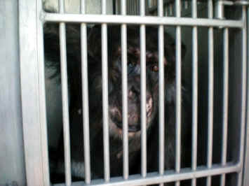 chimp chimpanzee sanctuary