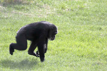 chimp chimpanzee sanctuary