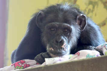 chimp chimpanzee sanctuary