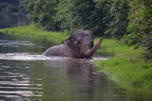 Misty elephant learning