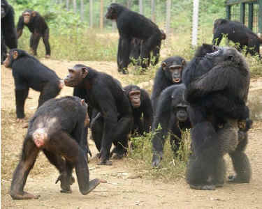 Nama chimpSanaga-Yong sanctuary