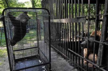 Nastia bear cub rescue Ukraine