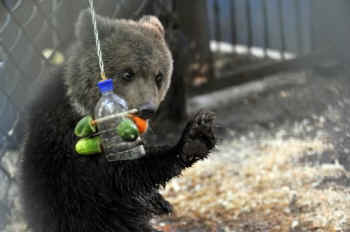 Nastia bear cub rescue Ukraine